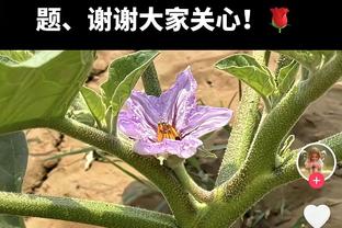 攻防统治！浓眉17投13中狂砍41分11篮板6助攻 末节20分捍卫主场！